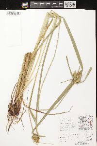 Carex retrorsa image