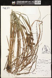 Carex retrorsa image