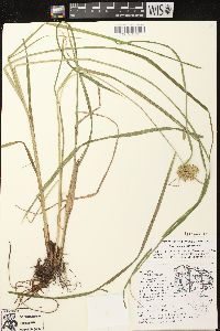 Carex retrorsa image