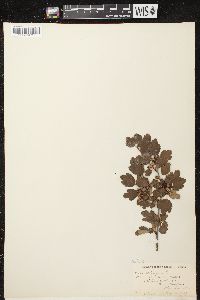 Image of Ribes alpinum