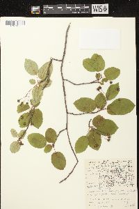 Amelanchier laevis image