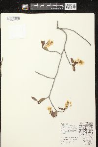 Amelanchier laevis image