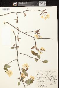 Amelanchier laevis image