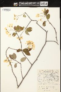 Amelanchier laevis image