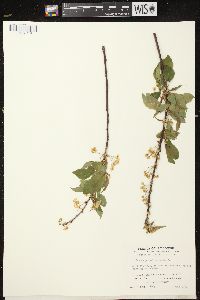 Prunus pensylvanica image