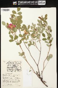 Rosa carolina subsp. carolina image