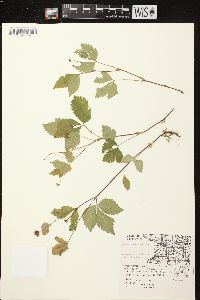 Rubus pubescens image