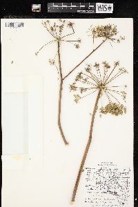 Angelica atropurpurea image