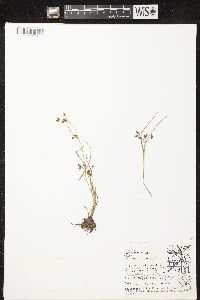 Rhynchospora scirpoides image
