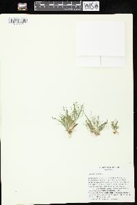 Panicum capillare subsp. capillare image