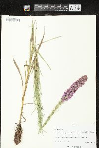 Liatris pycnostachya var. pycnostachya image