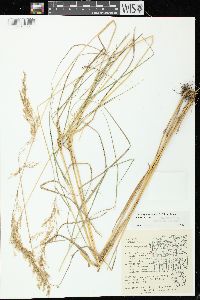 Calamagrostis canadensis var. canadensis image