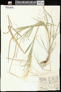 Panicum dichotomiflorum subsp. dichotomiflorum image