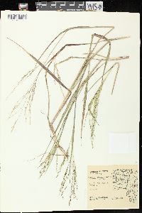 Panicum dichotomiflorum subsp. dichotomiflorum image