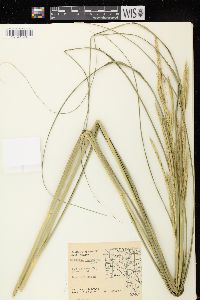 Spartina pectinata image