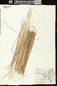 Hesperostipa spartea image