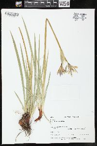 Iris missouriensis image