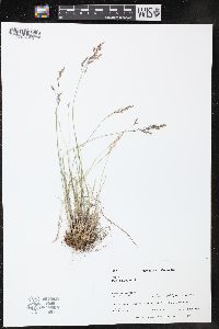 Poa glauca image