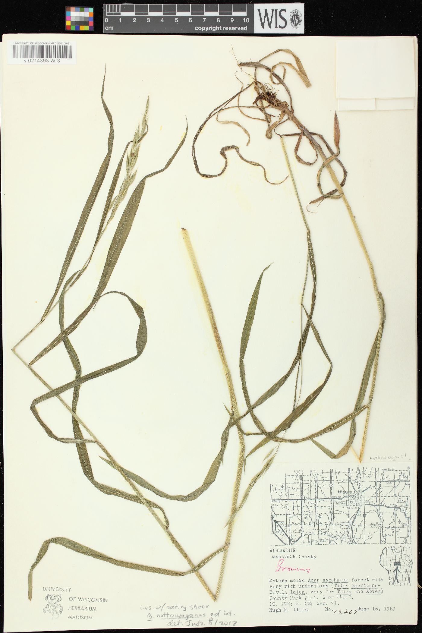 Bromus nottowayanus image