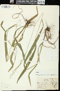 Bromus latiglumis image