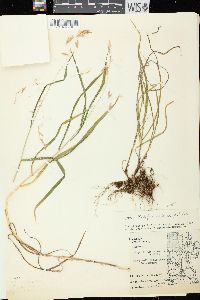 Bromus latiglumis image