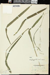 Bromus latiglumis image