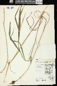 Bromus latiglumis image