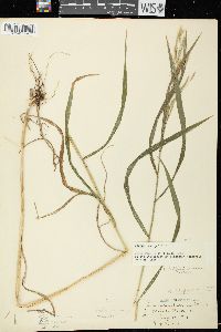 Bromus latiglumis image