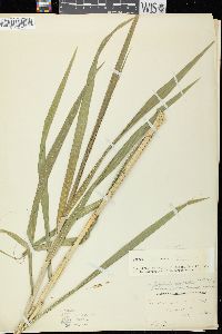 Bromus latiglumis image