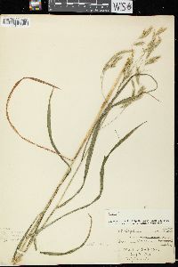 Bromus latiglumis image