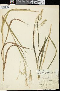 Bromus latiglumis image