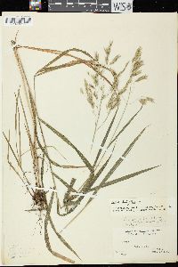 Bromus latiglumis image