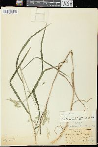 Bromus latiglumis image