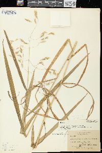 Bromus latiglumis image