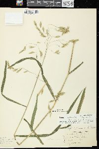 Bromus latiglumis image