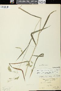 Bromus latiglumis image