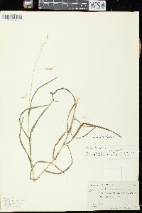 Bromus latiglumis image