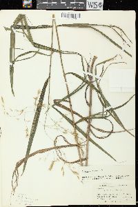 Bromus latiglumis image