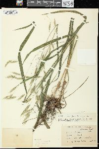 Bromus latiglumis image