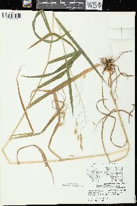 Bromus latiglumis image