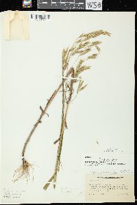 Bromus latiglumis image