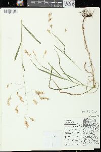 Bromus latiglumis image