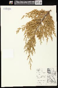 Juniperus virginiana var. virginiana image