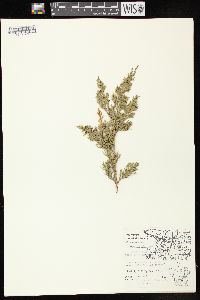 Juniperus virginiana var. virginiana image