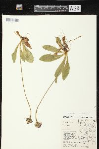 Hieracium aurantiacum image