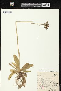 Hieracium aurantiacum image