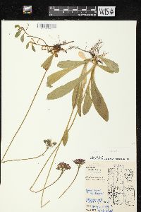 Hieracium aurantiacum image