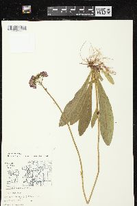 Hieracium aurantiacum image