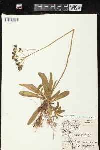 Hieracium aurantiacum image