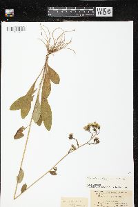 Hieracium scabrum image